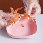 Combo Deal - 4 Section Spice Container Box & Multi-function Spit Bone 10 Plate Set Kitchen Storage Organizer (Random color) - Image 14