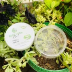 Aloe Vera Gel (100g) - Image 6